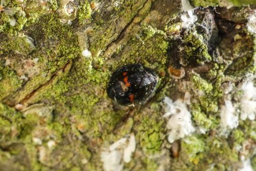 Réf. 208 768 : Chilocorus bipustulatus